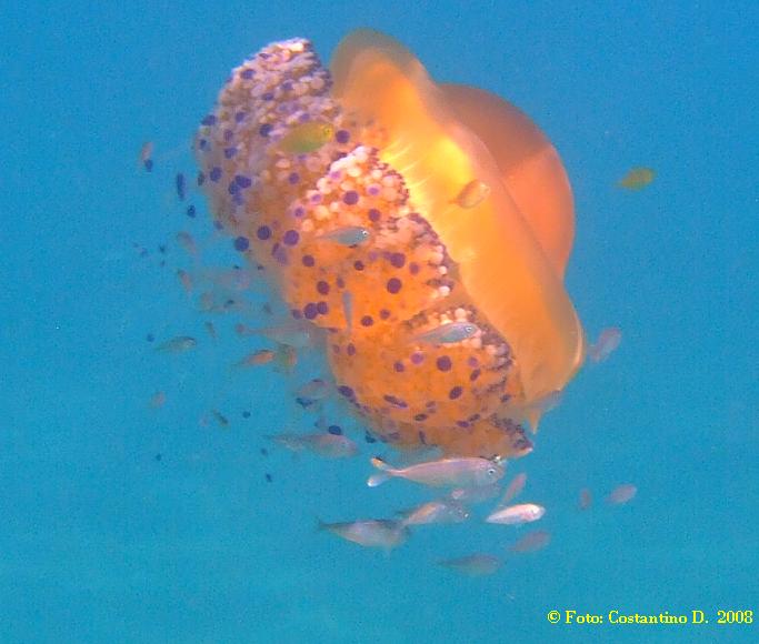 Cotylorhiza tuberculata e Pelagia noctiluca malformata