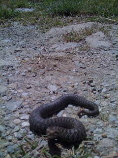 Vipera berus nel PNS