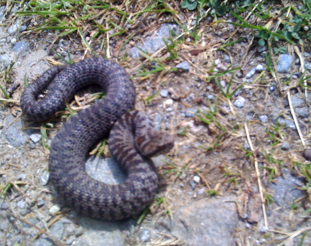 Vipera berus nel PNS