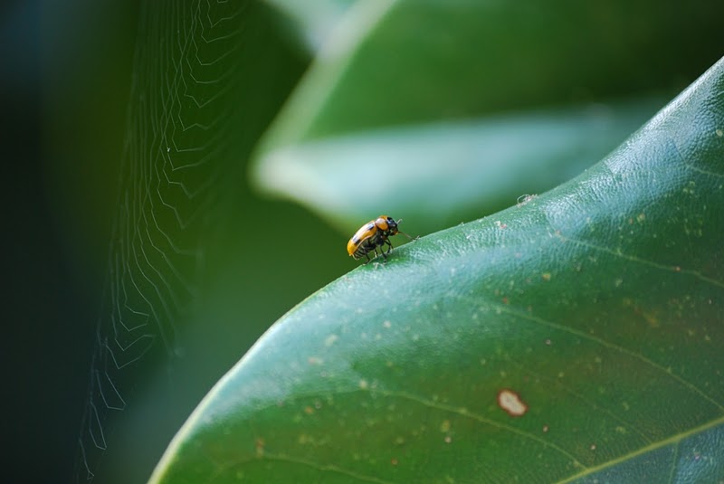 da identificare (neofita)