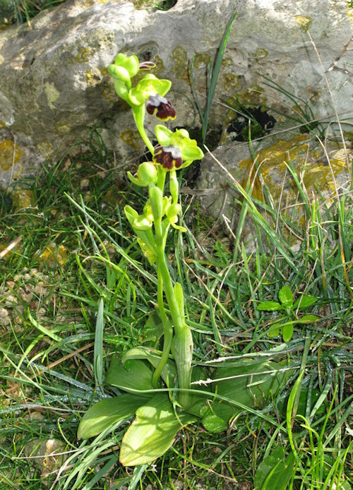 Ophrys precoce da Maalta