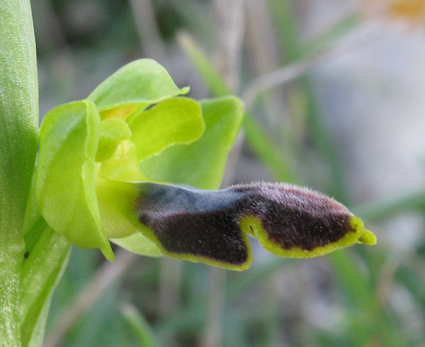 Ophrys precoce da Maalta