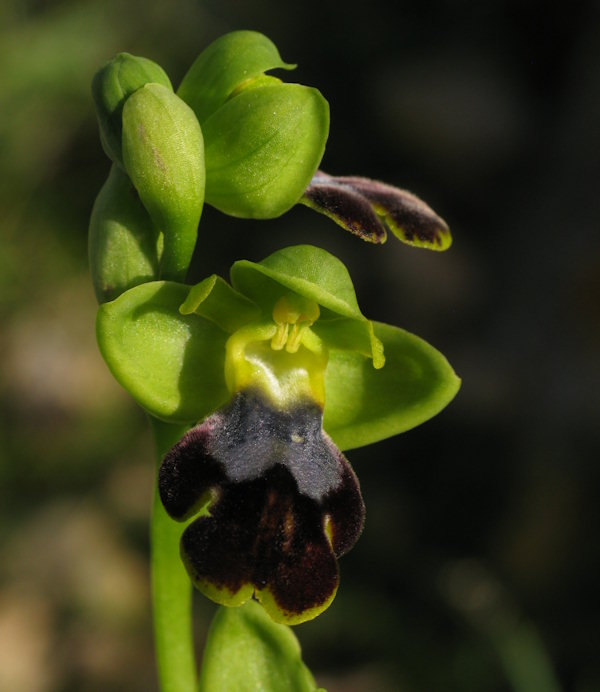 Ophrys precoce da Maalta