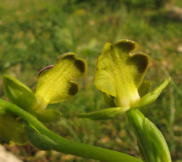 Ophrys precoce da Maalta