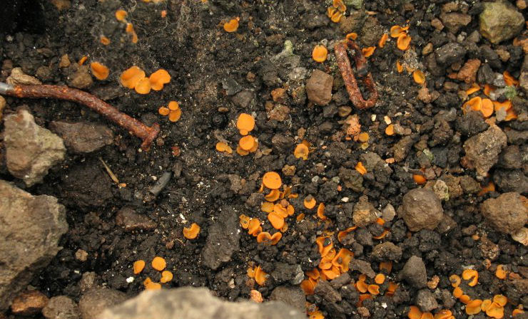 Dal Cenere, Arancio, Piccolo (cfr. Anthracobia sp.)