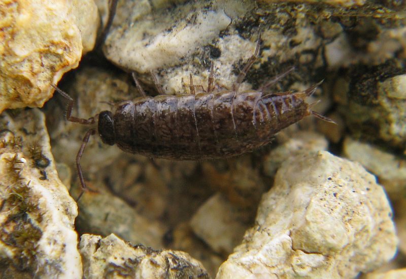 Philoscia sp.