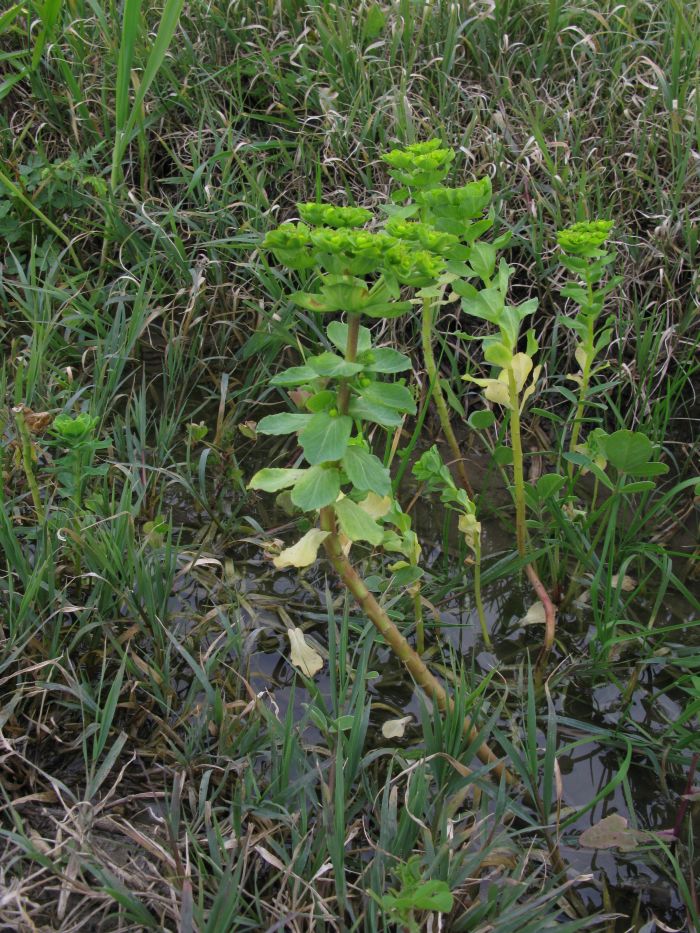 Euphorbia helioscopia