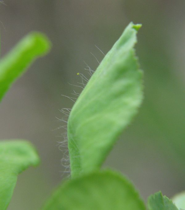 Euphorbia helioscopia