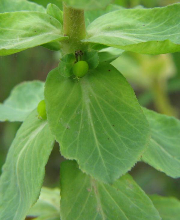 Euphorbia helioscopia