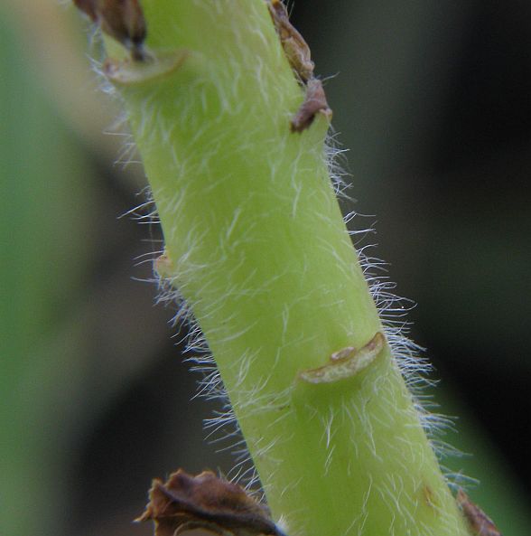 Euphorbia helioscopia