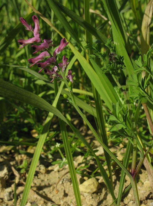 Fumaria officinalis