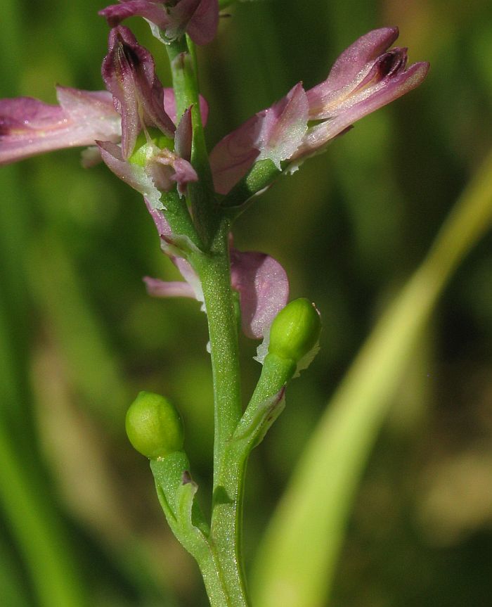 Fumaria officinalis