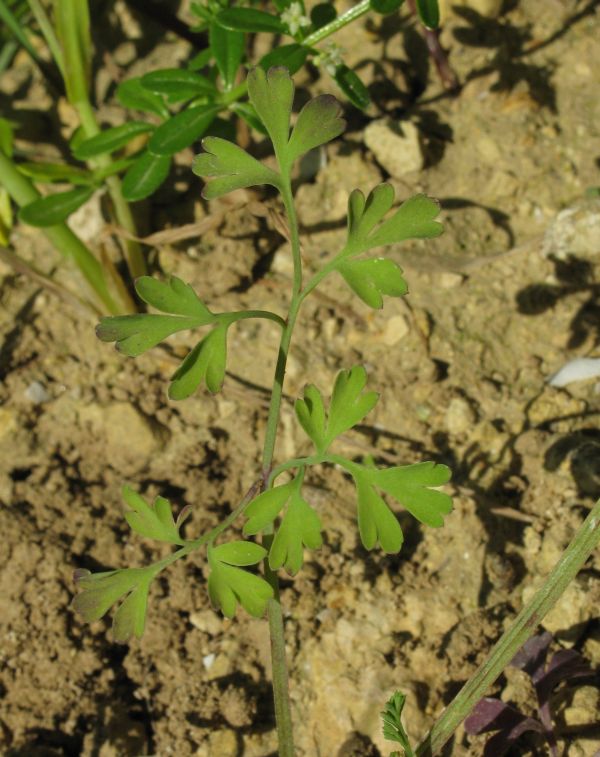 Fumaria officinalis