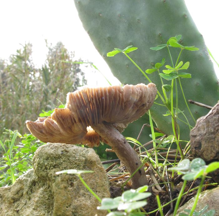 Fungo che cresce su una Opuntia morta