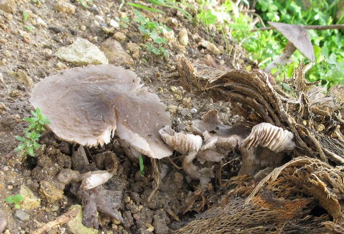 Fungo che cresce su una Opuntia morta