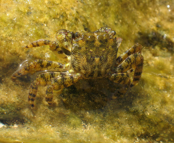 Pachygrapsus marmoratus