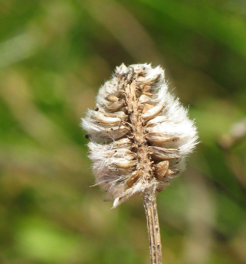 Frutto di lana - Melica ciliata