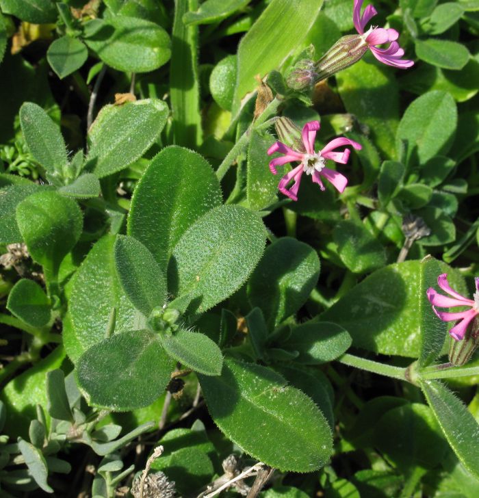 Silene nummica / Silene moneta