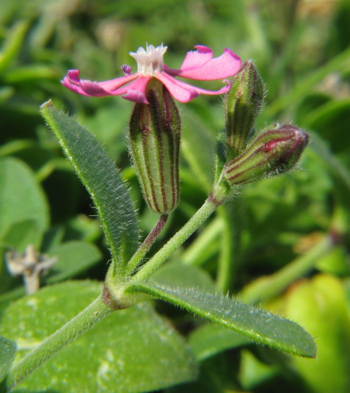 Silene nummica / Silene moneta