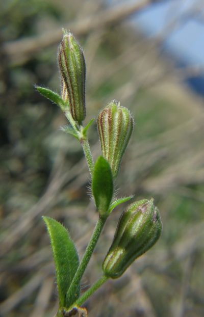 Silene nummica / Silene moneta