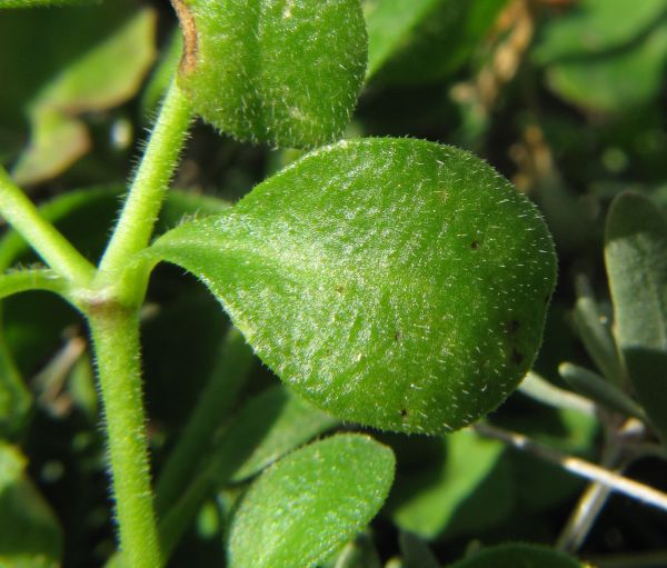 Silene nummica / Silene moneta