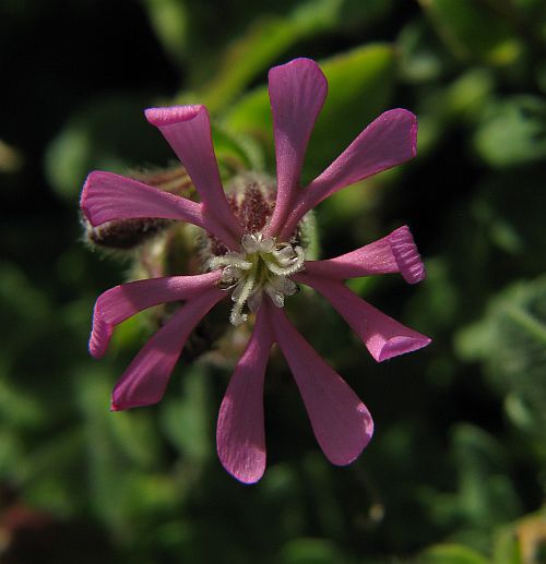 Silene nummica / Silene moneta