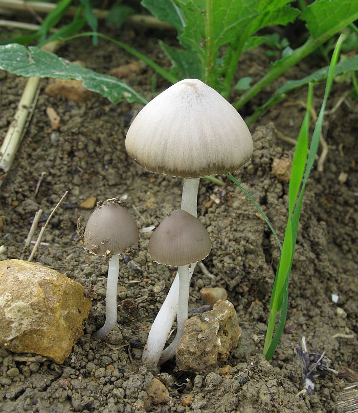 Funghetti nel terreno di un campo (cfr. Psathyrella sp.)