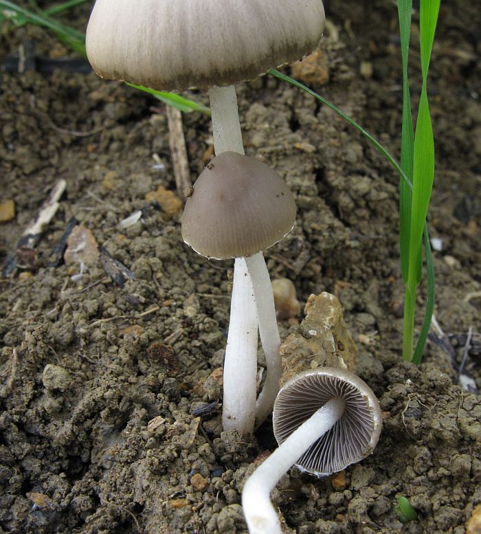 Funghetti nel terreno di un campo (cfr. Psathyrella sp.)