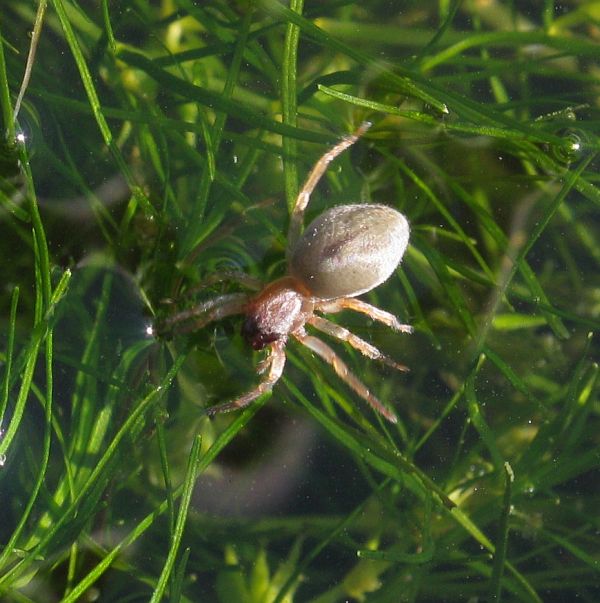 Clubiona sp.