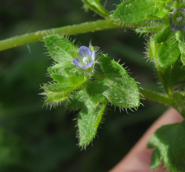 Veronica hederifolia / Veronica con foglie d''Edera