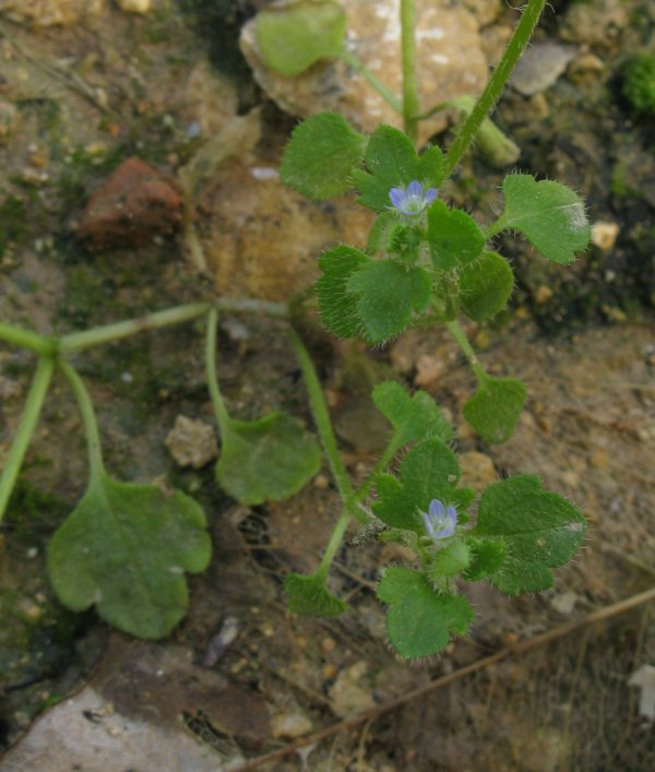 Veronica hederifolia / Veronica con foglie d''Edera