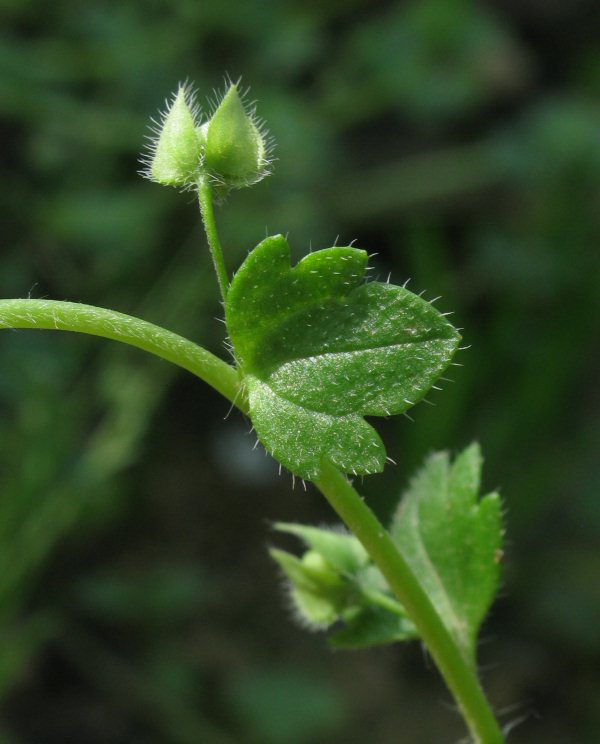 Veronica hederifolia / Veronica con foglie d''Edera