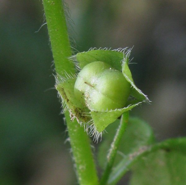 Veronica hederifolia / Veronica con foglie d''Edera