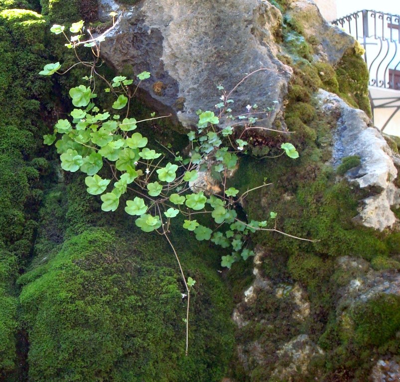 Cymbalaria muralis