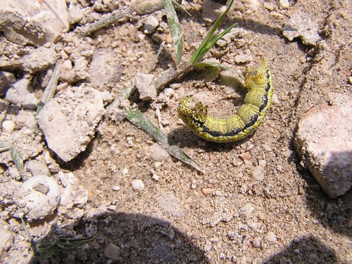 Identificazione larva