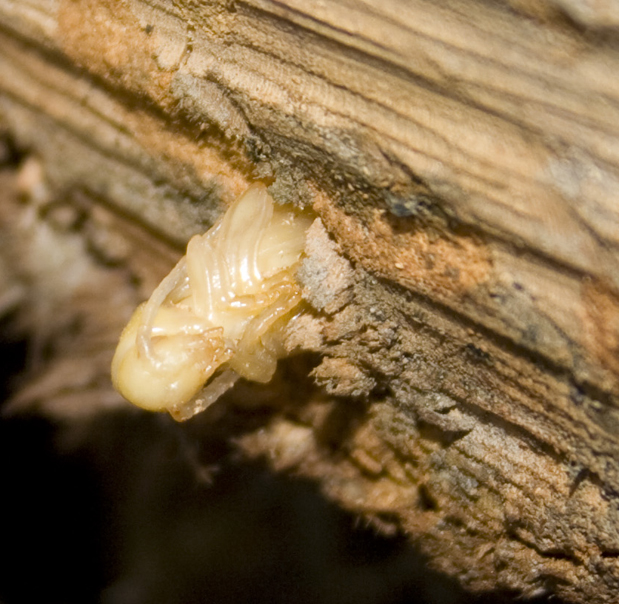 Pupa da id: Cerambycidae