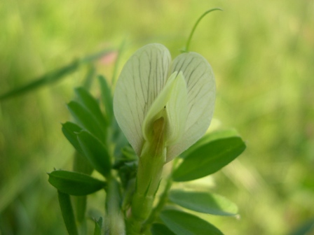 Vicia hybrida