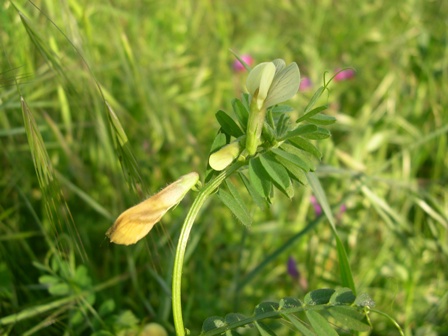 Vicia hybrida