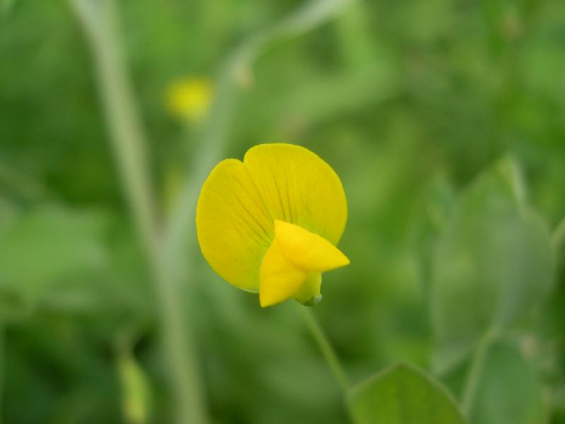 Lathyrus aphaca e L. ochrus