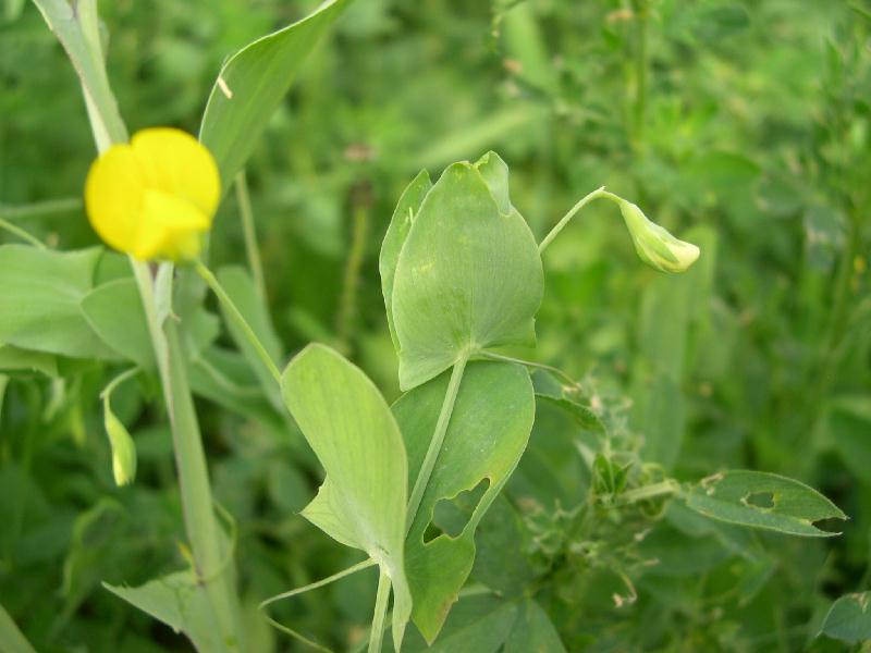 Lathyrus aphaca e L. ochrus