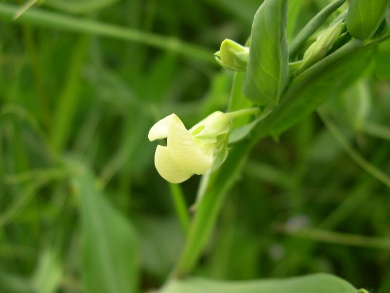 Lathyrus aphaca e L. ochrus