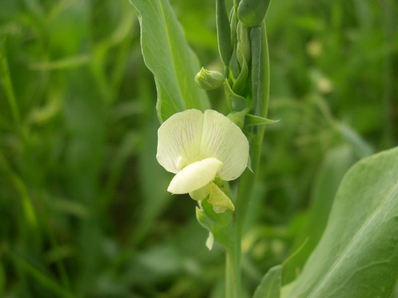 Lathyrus aphaca e L. ochrus