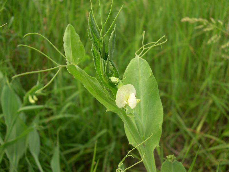 Lathyrus aphaca e L. ochrus