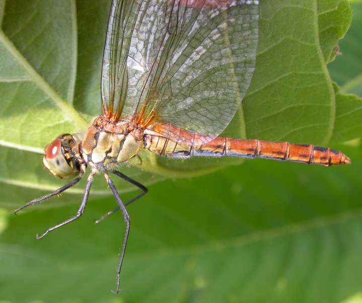 Sympetrum sanguineum