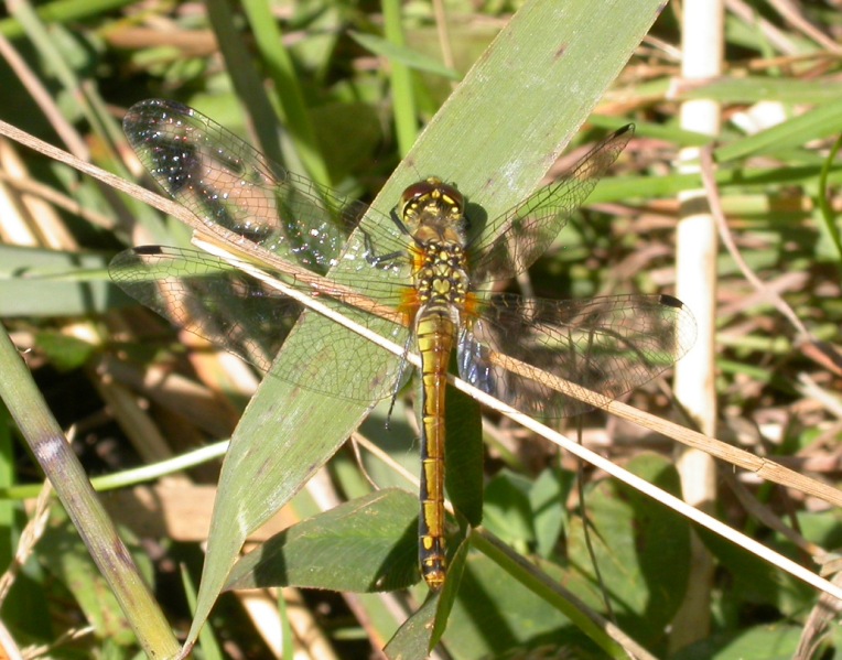 Tris di Sympetrum 