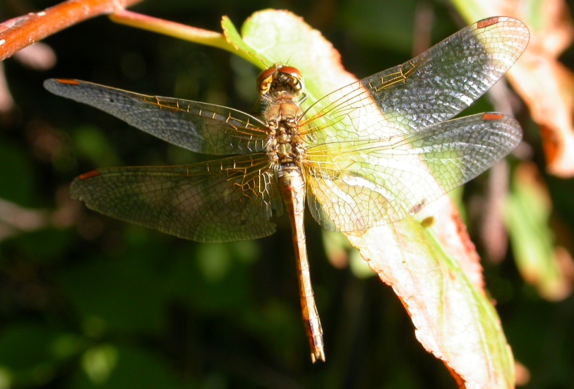 Tris di Sympetrum 