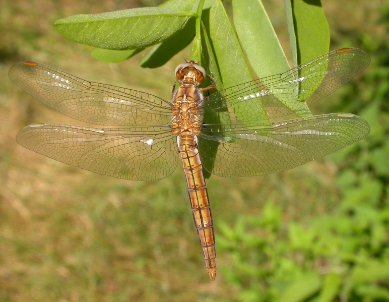 Sympetrum sanguineum e Orthetrum brunneum (imm.)