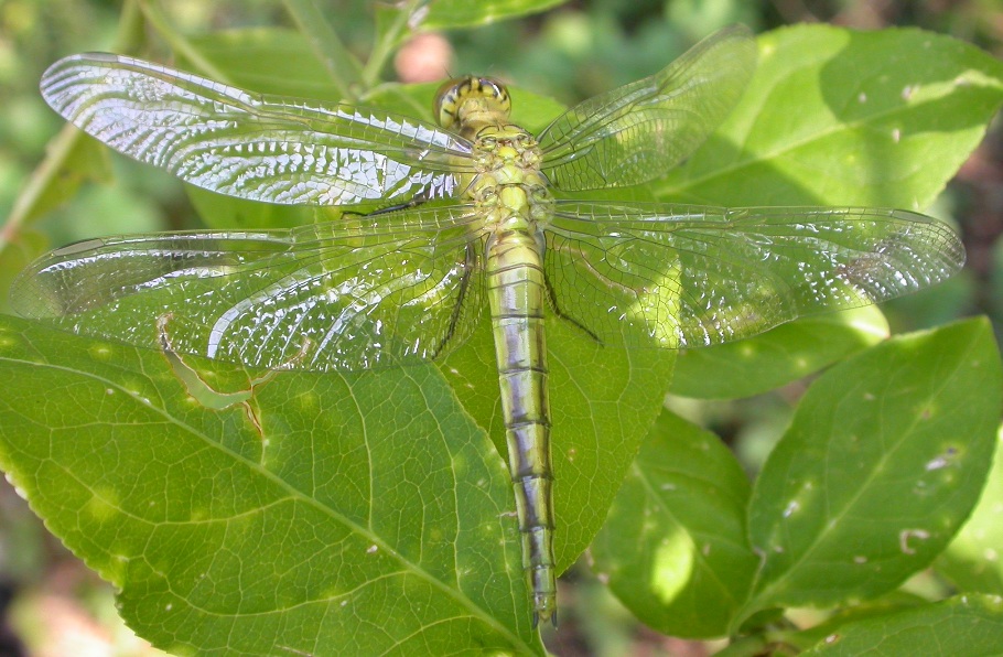 Orthetrum albystilum? - Orthetrum cancellatum (femmina)