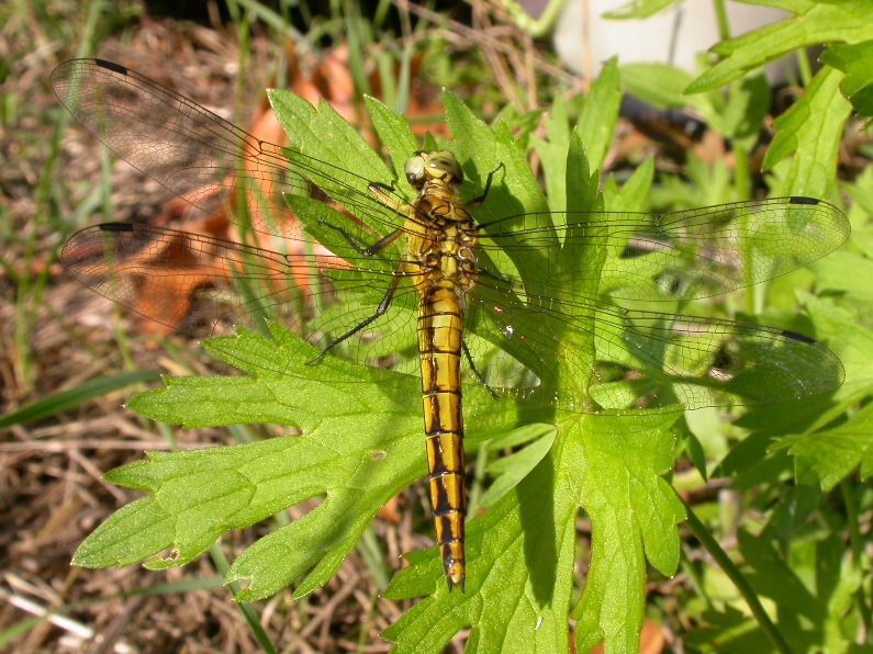 Orthetrum cancellatum (femmina)