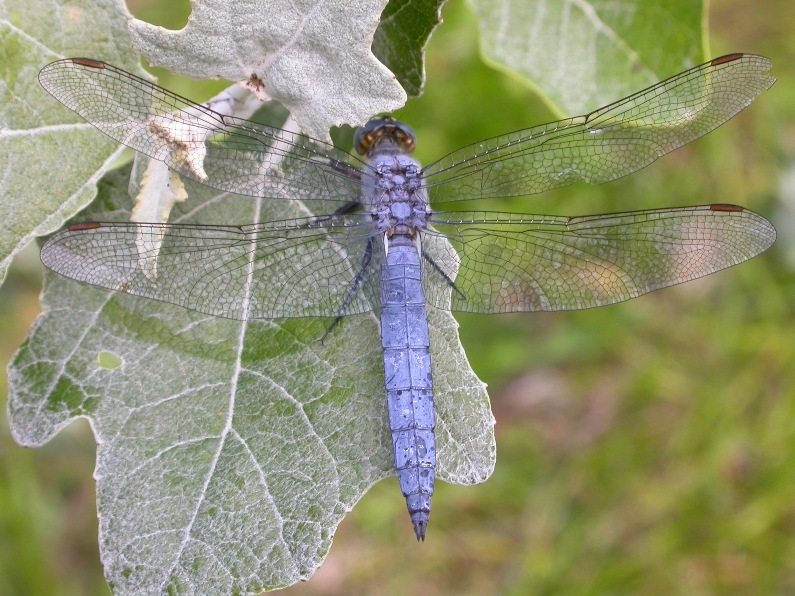 Orthetrum bruneum